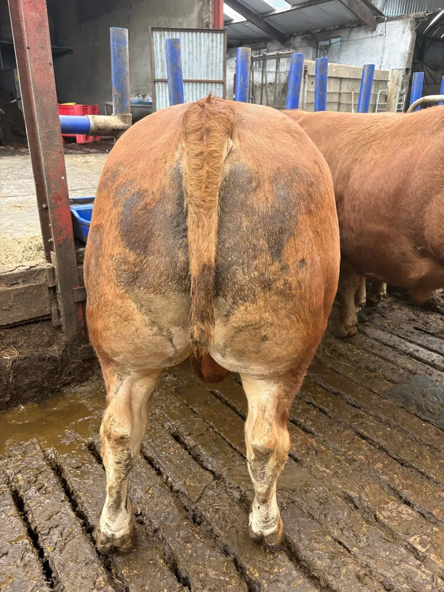 Selection of PBR lim Bulls and 1 Hybrid bull - Image 3