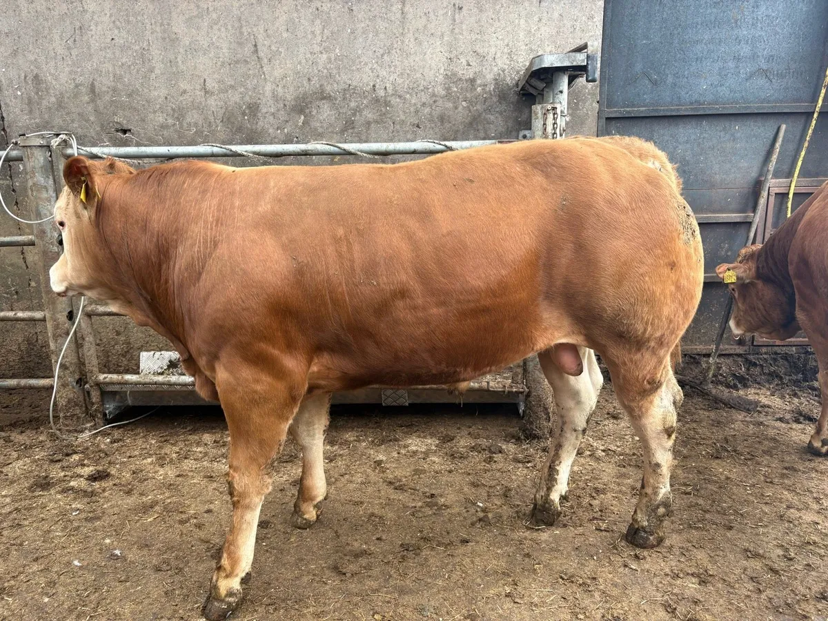 Selection of PBR lim Bulls and 1 Hybrid bull - Image 4