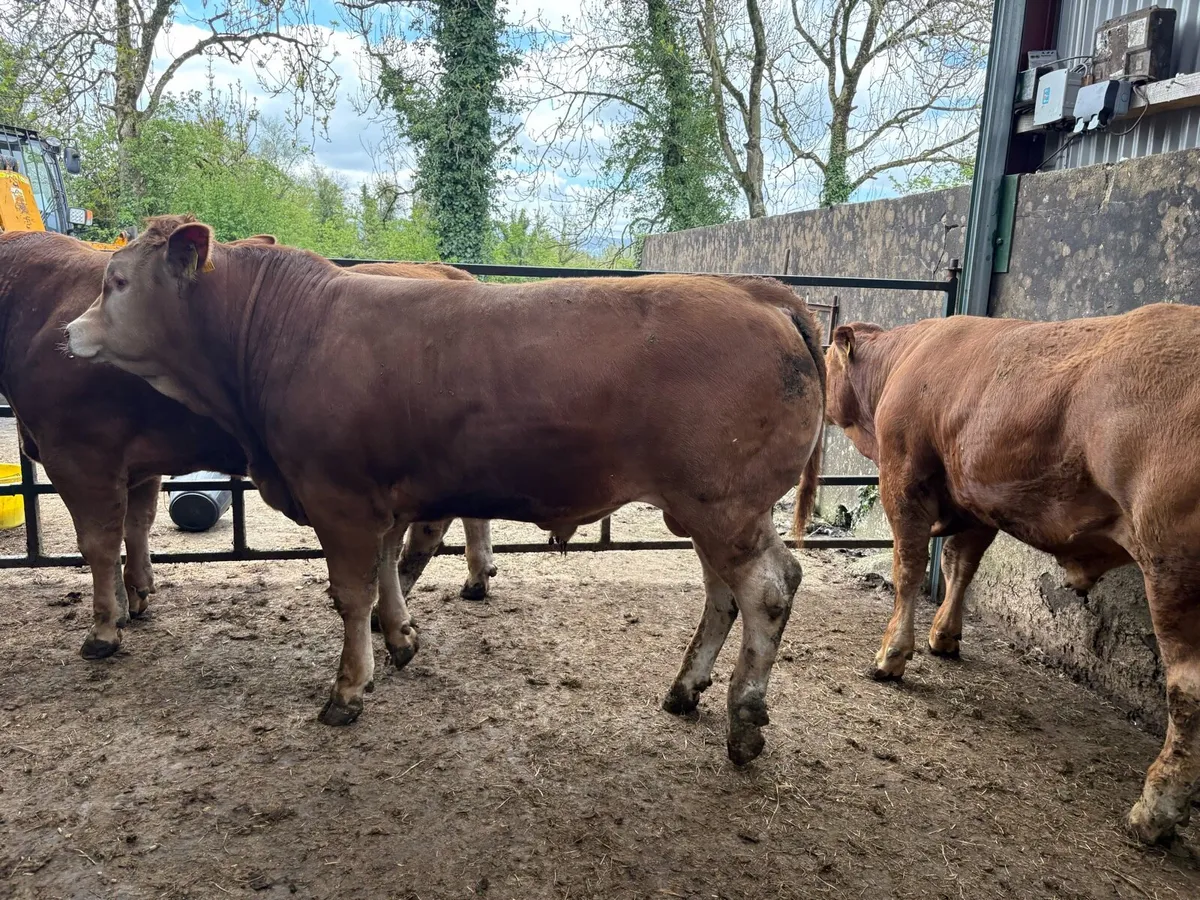 Selection of PBR lim Bulls and 1 Hybrid bull - Image 1