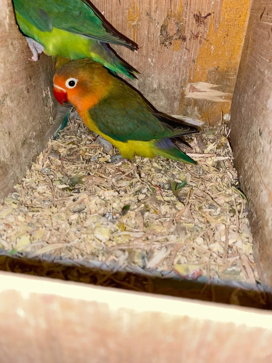 Cockatiel breeding pair & lovebirds etc - Image 3
