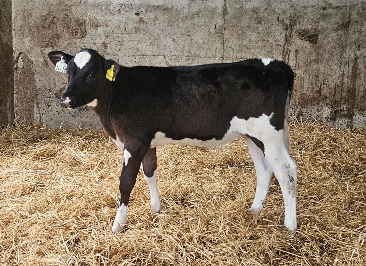 Mylawn Online Sale- Holstein Friesian - Image 2