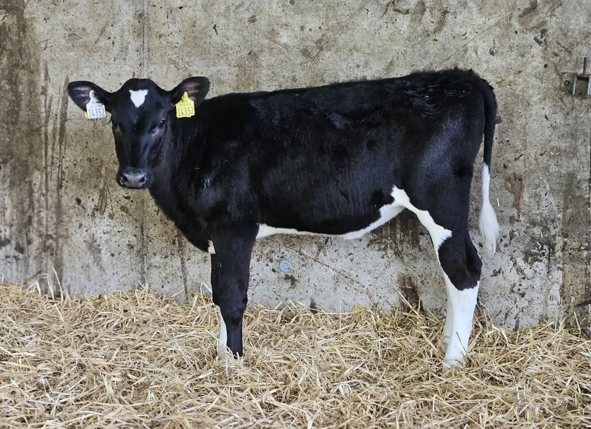 Mylawn Online Sale- Holstein Friesian - Image 3