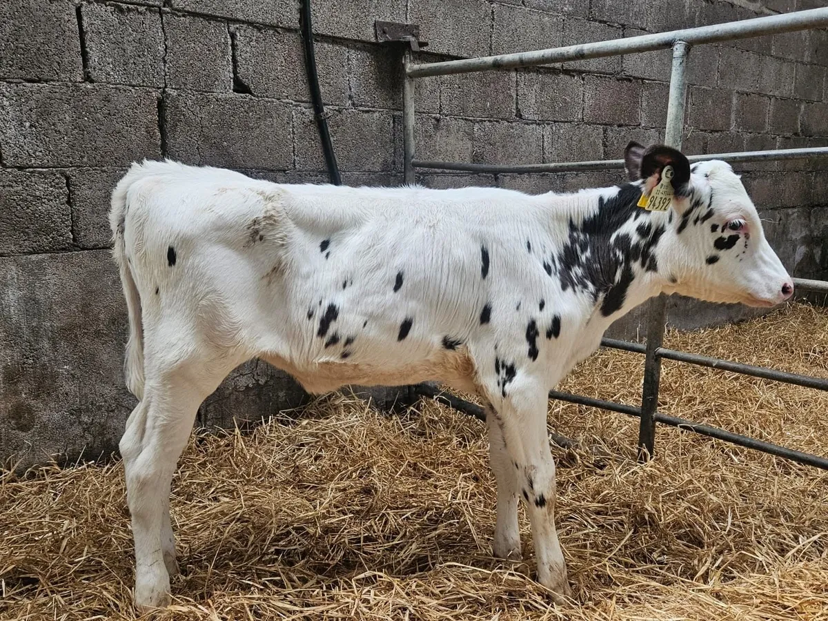 Mylawn Online Sale- Holstein Friesian - Image 4