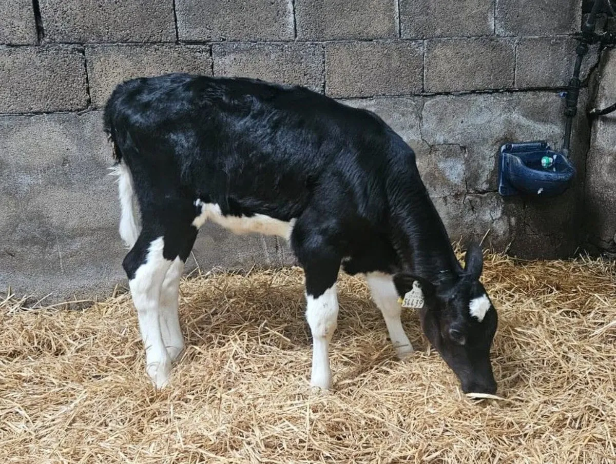 35 Dairy Calves Holstein Friesian -Mylawn Sale - Image 1