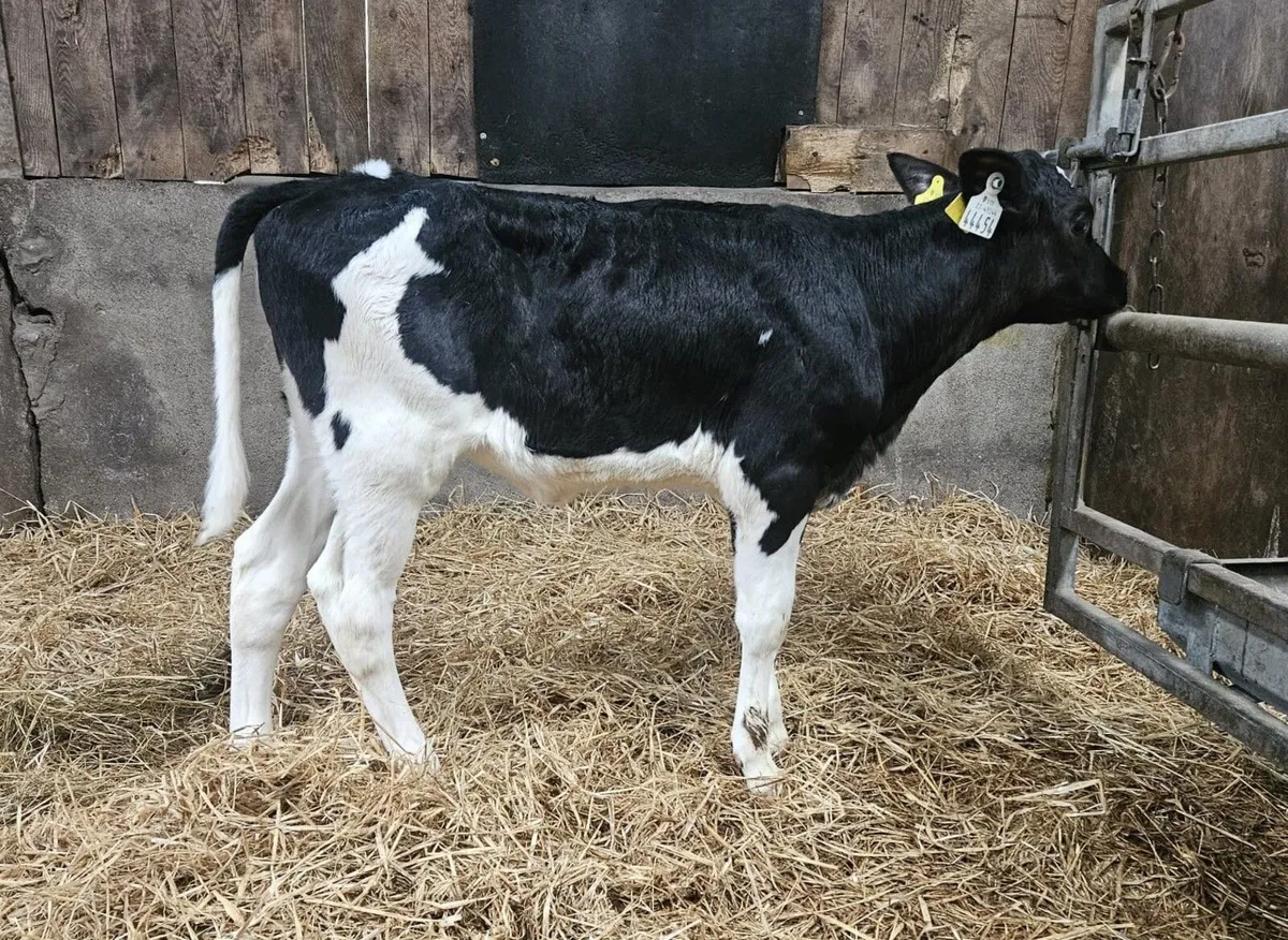 35 Dairy Calves Holstein Friesian -Mylawn Sale - Image 3