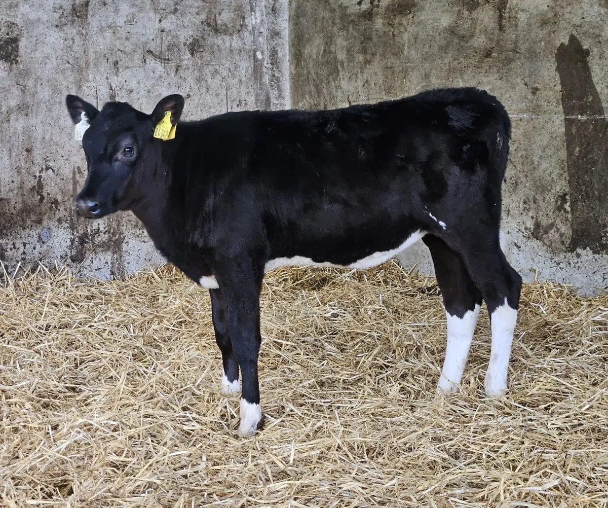 35 Dairy Calves Holstein Friesian -Mylawn Sale - Image 4
