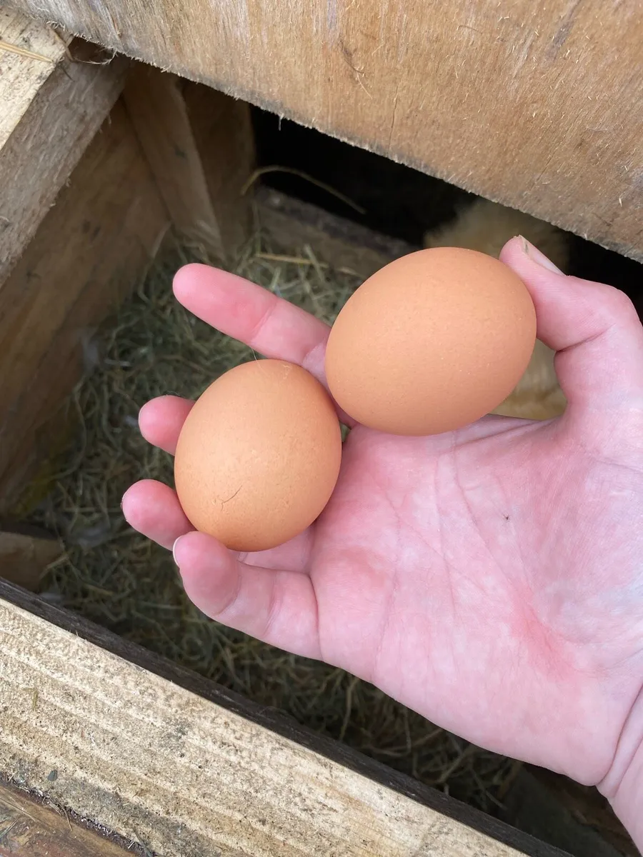 Cockatiel breeding pair & lovebirds etc - Image 4