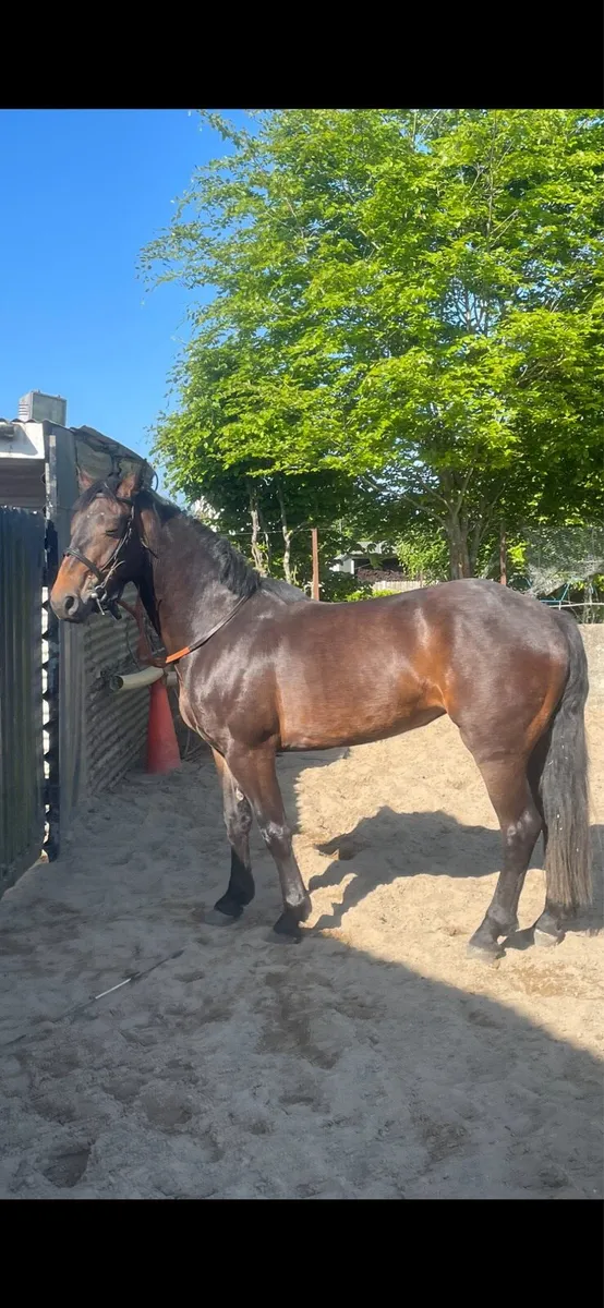 5yr old draft x cob filly - Image 1