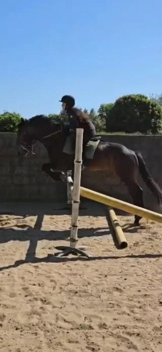 5yr old draft x cob filly - Image 3