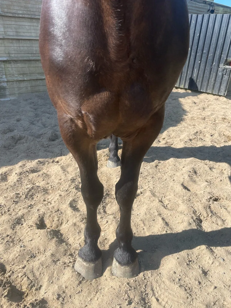5yr old draft x cob filly - Image 4