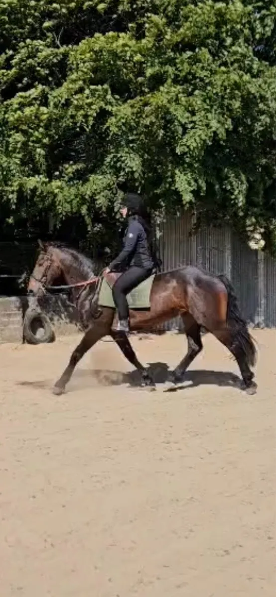 5yr old draft x cob filly - Image 2