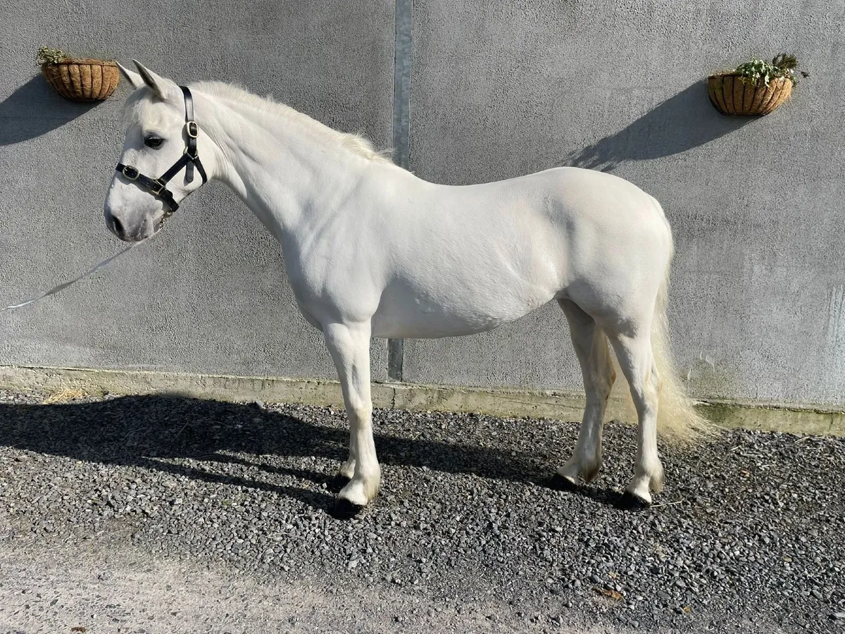 5 year old Connemara mare - Image 1