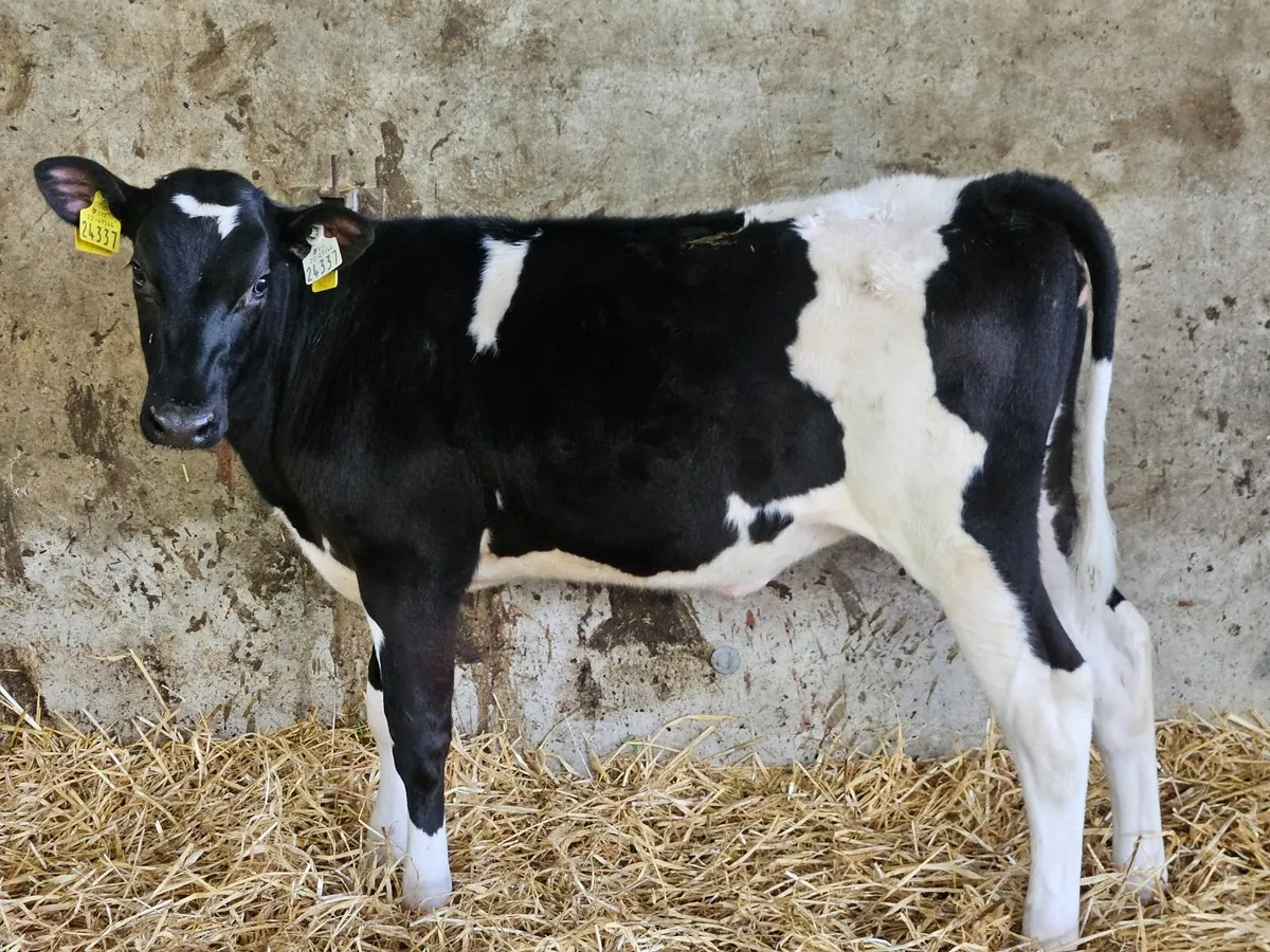 Mylawn Herd - Image 3