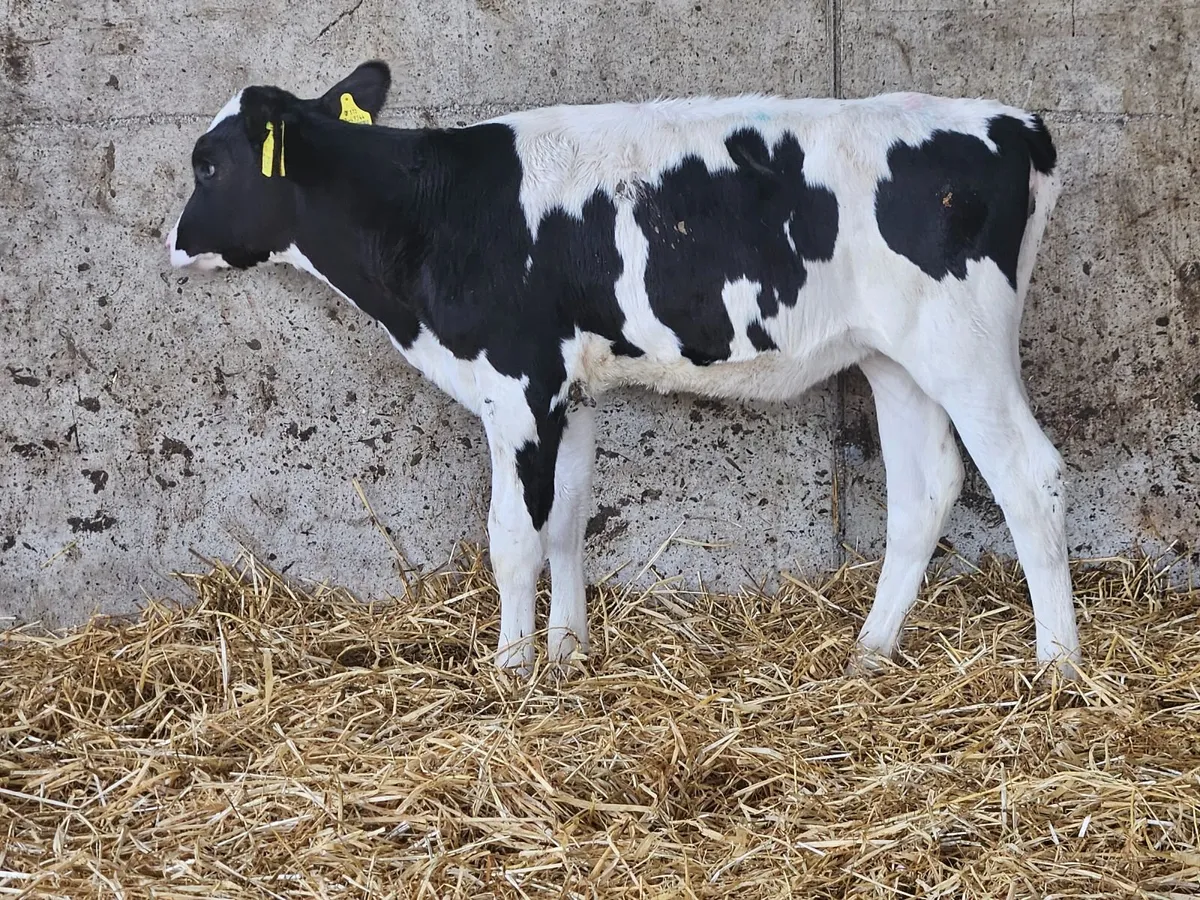 Mylawn Herd - Image 4