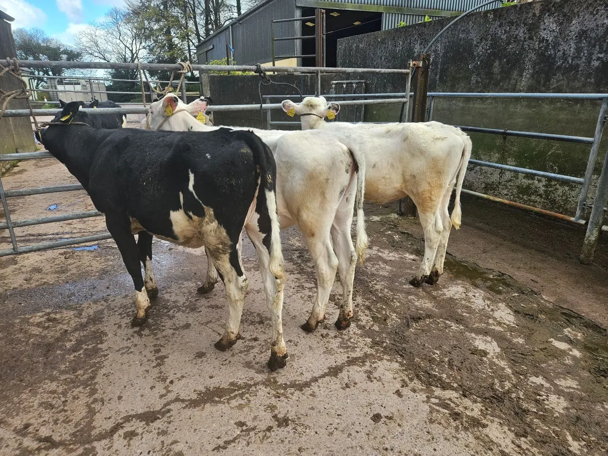 Mylawn Herd - Image 2