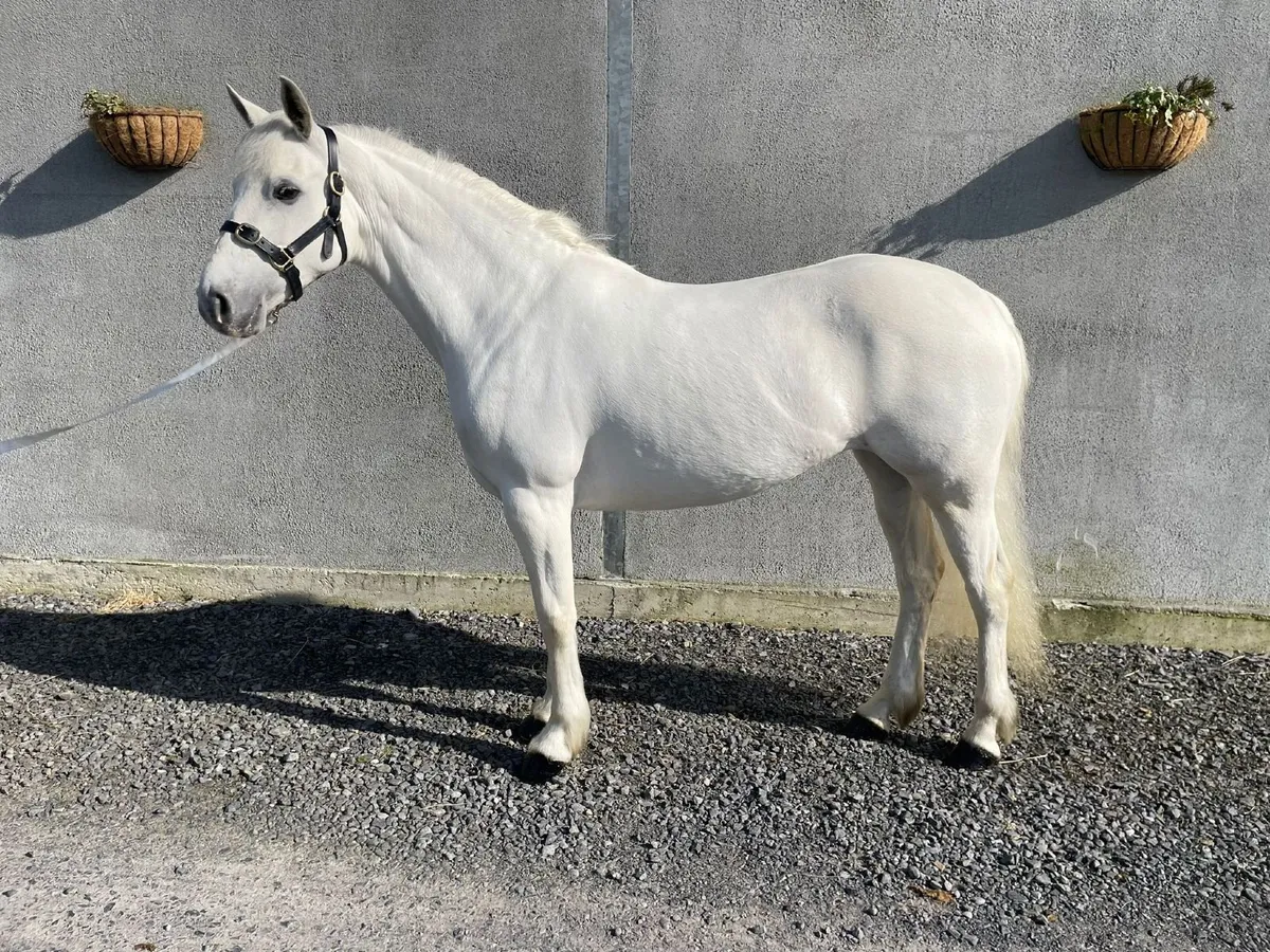 5 year old Connemara mare - Image 2