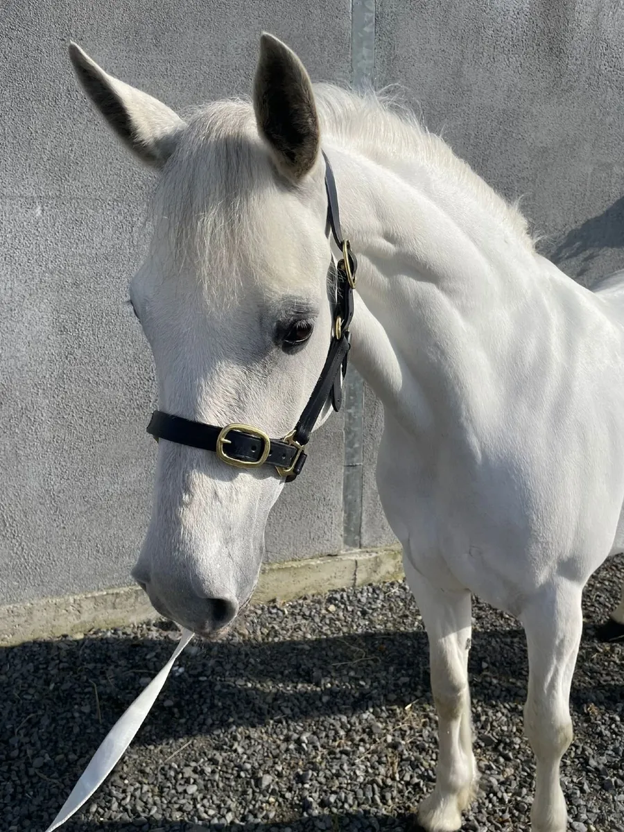 5 year old Connemara mare - Image 3