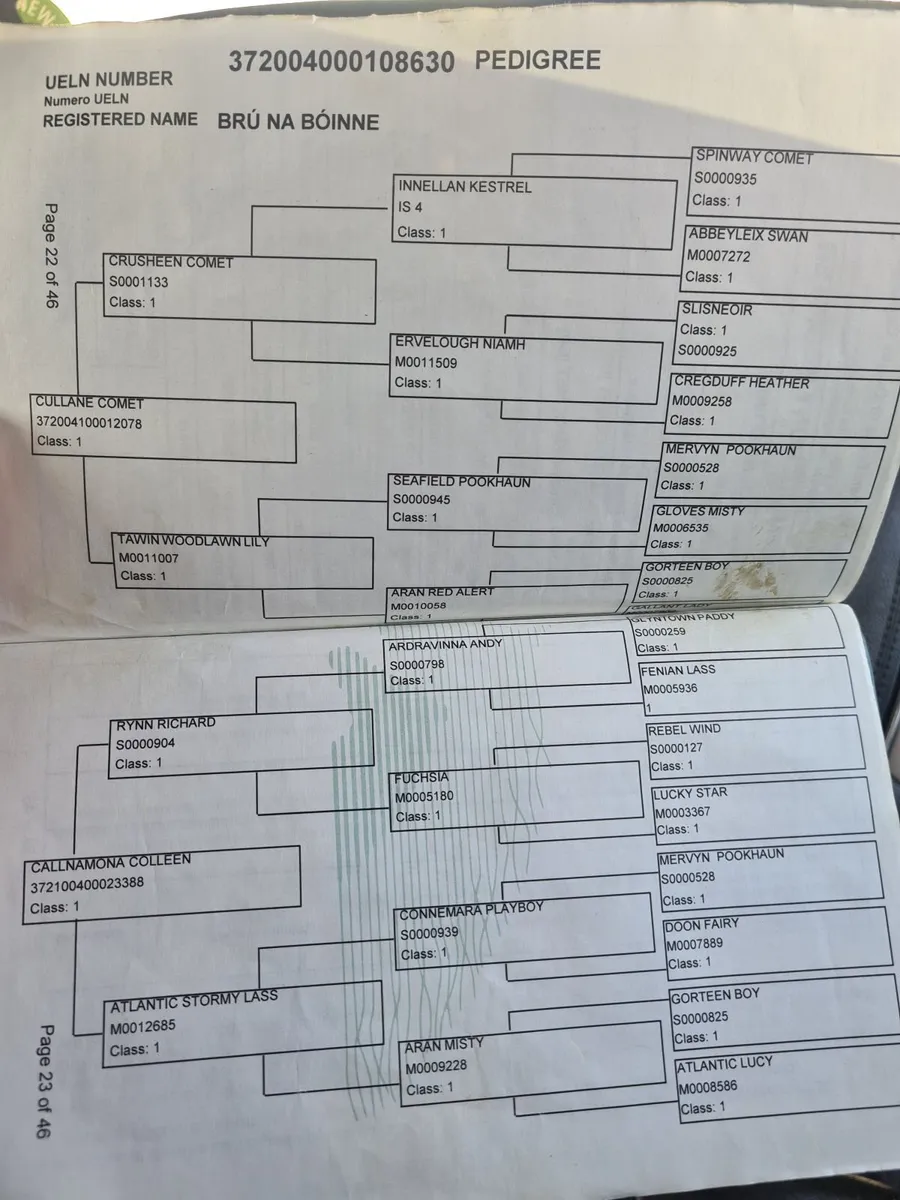 5 year old Connemara mare - Image 4