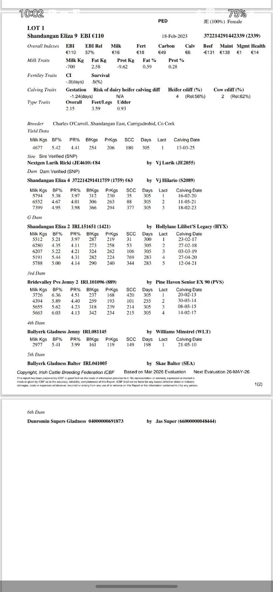 Purebred Jersey cow - Image 2