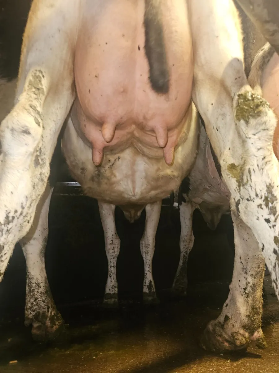 Purebred Jersey cow - Image 3