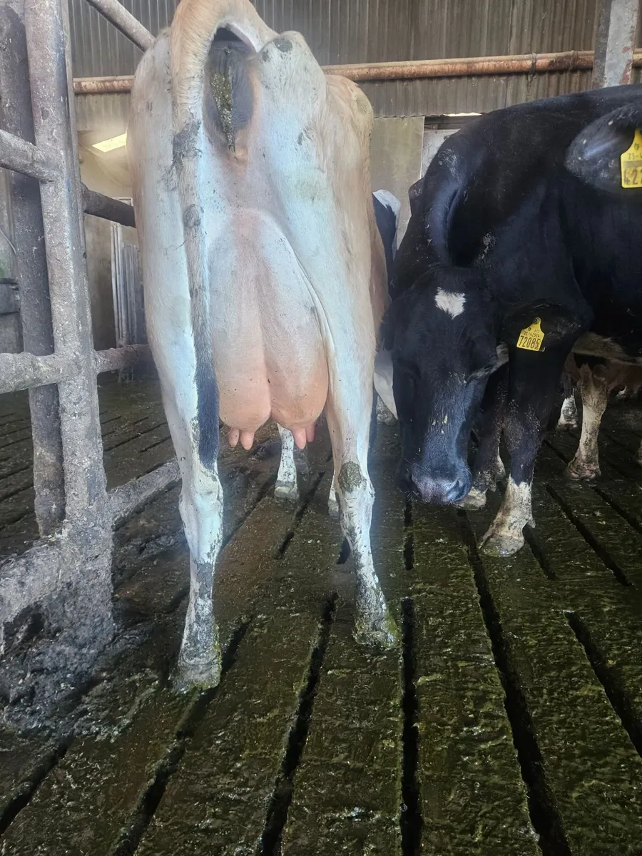 Purebred Jersey cow - Image 4