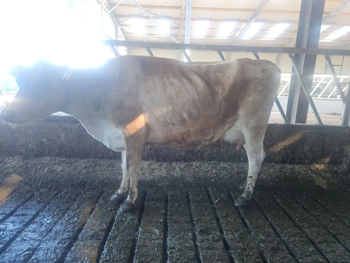 Purebred Jersey cow - Image 1
