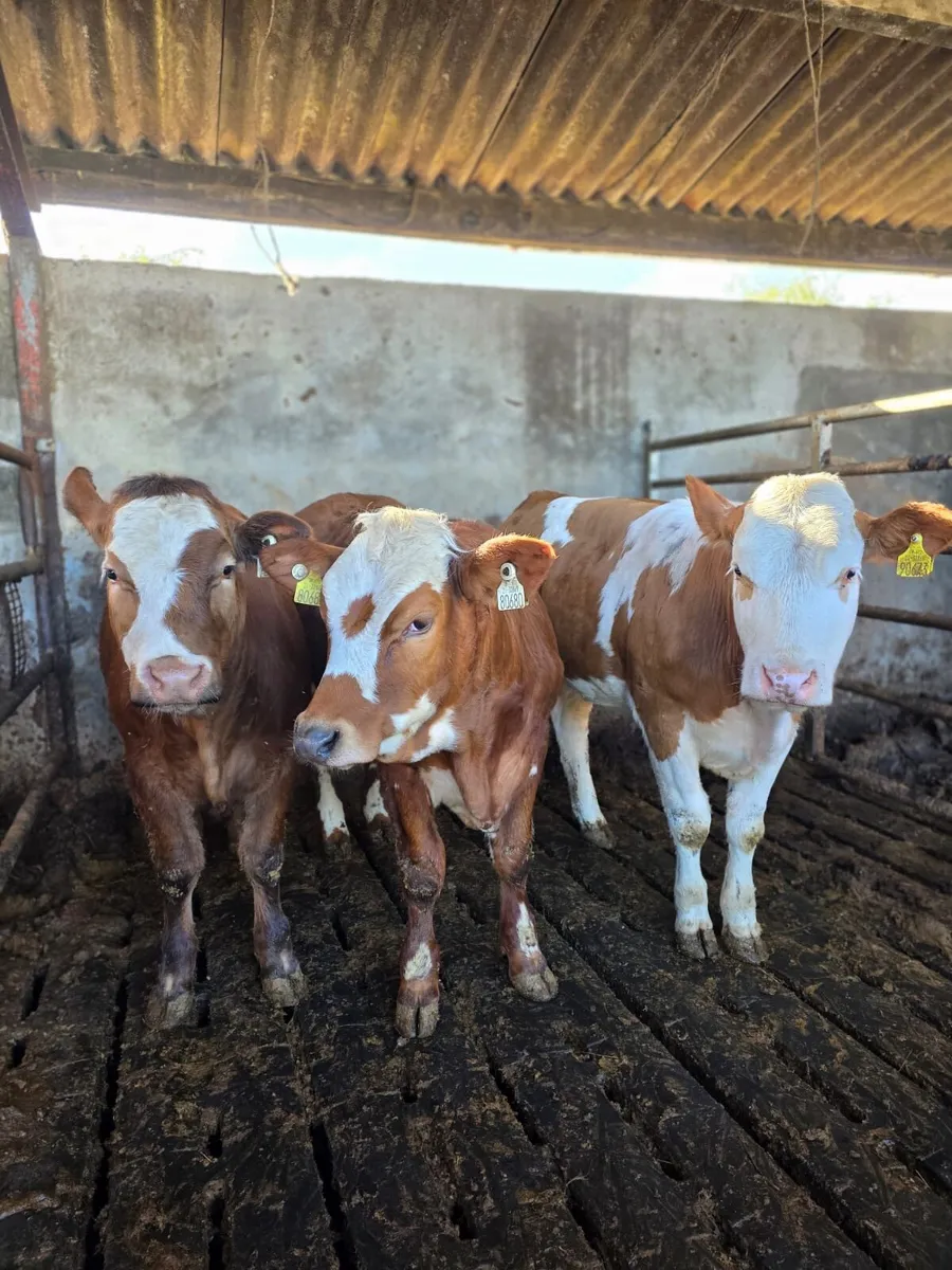 Heifers - Image 1