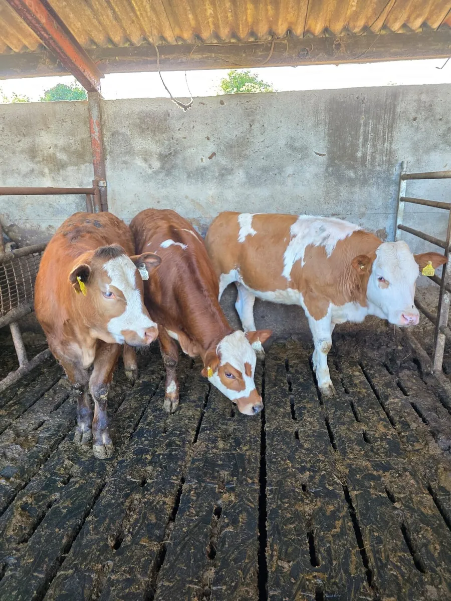 Heifers - Image 2