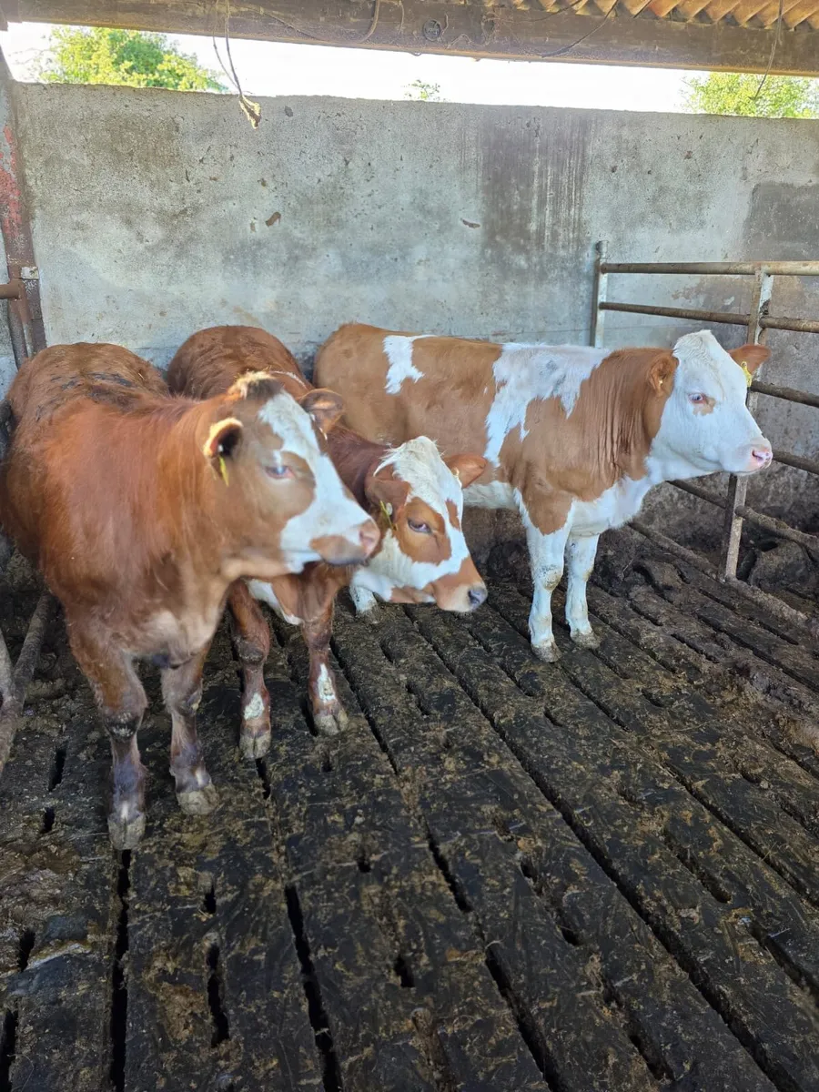 Heifers - Image 3