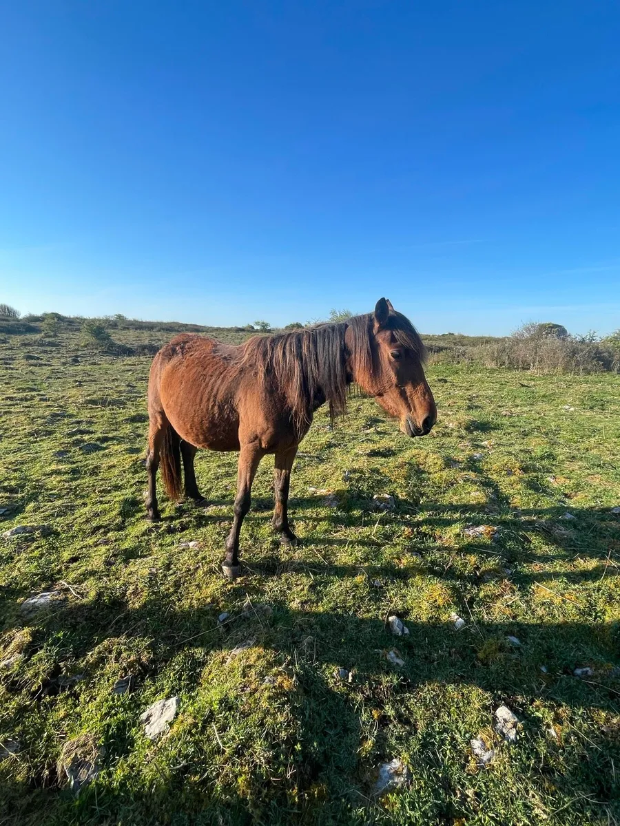 Mare in Foal - Image 1