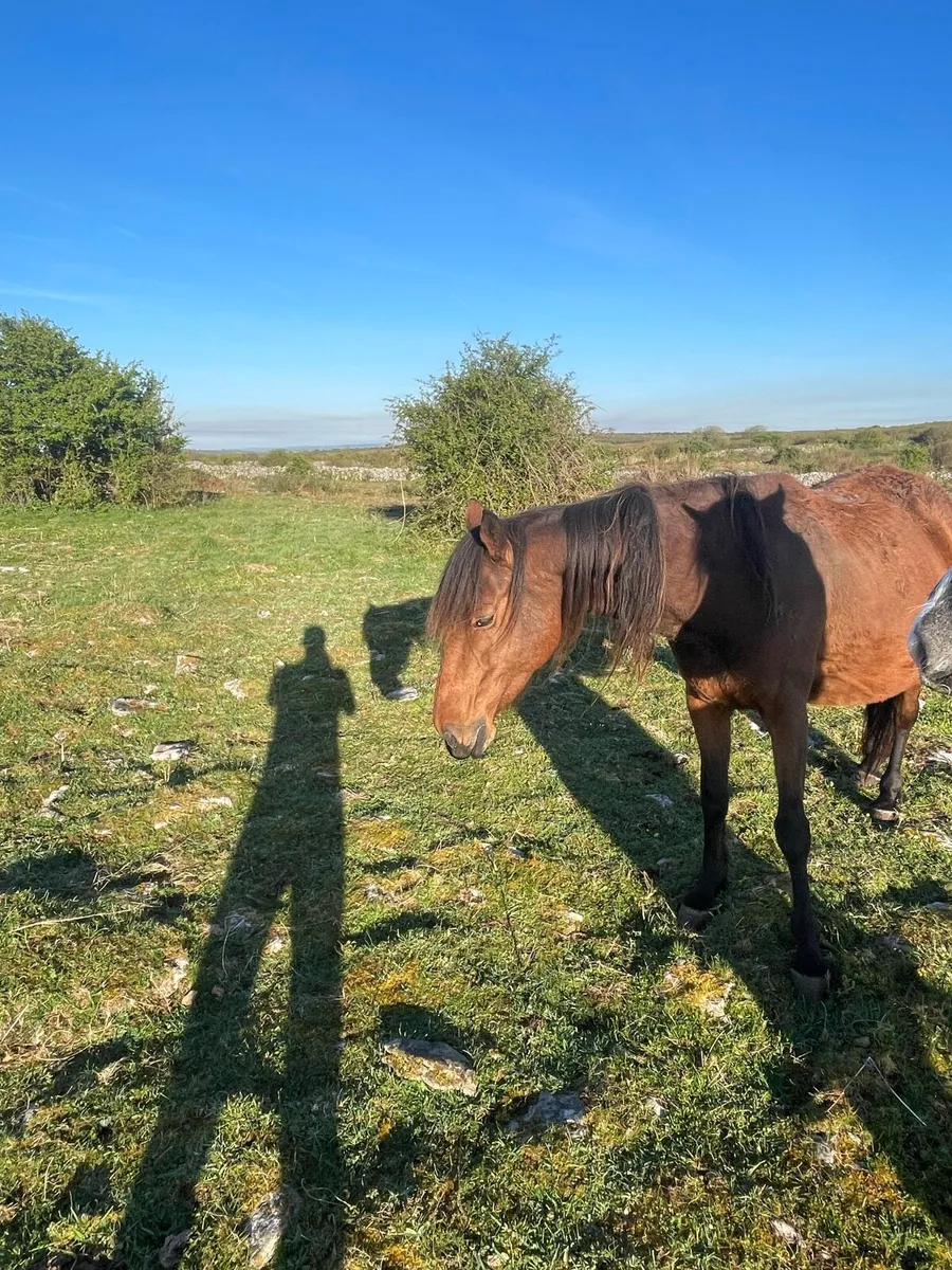 Mare in Foal - Image 2