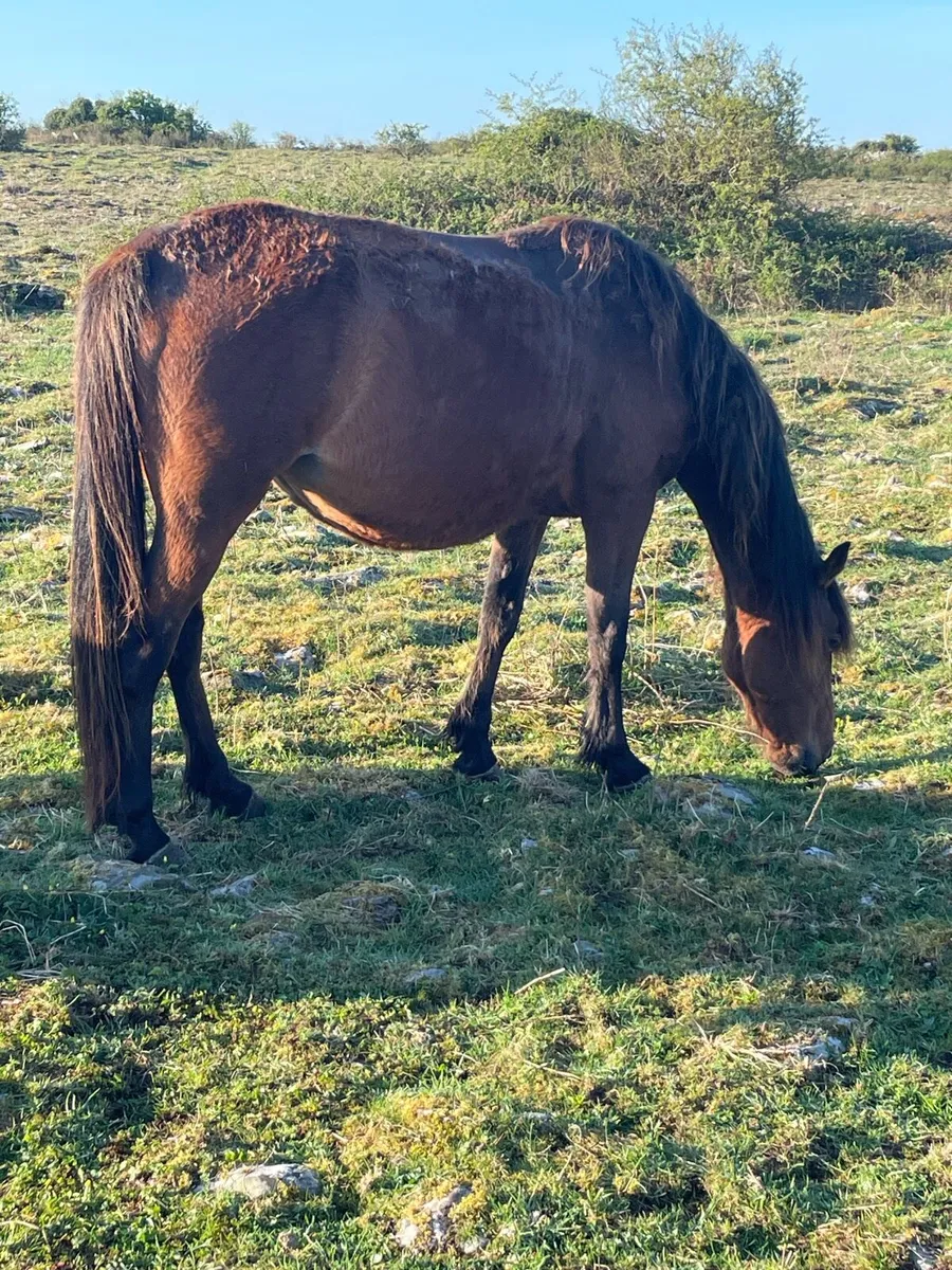 Mare in Foal - Image 3