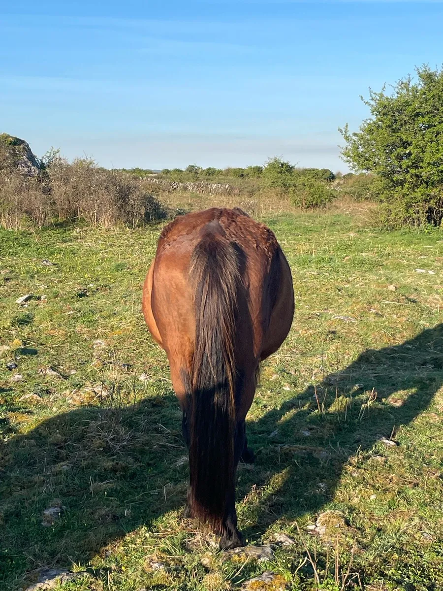 Mare in Foal - Image 4