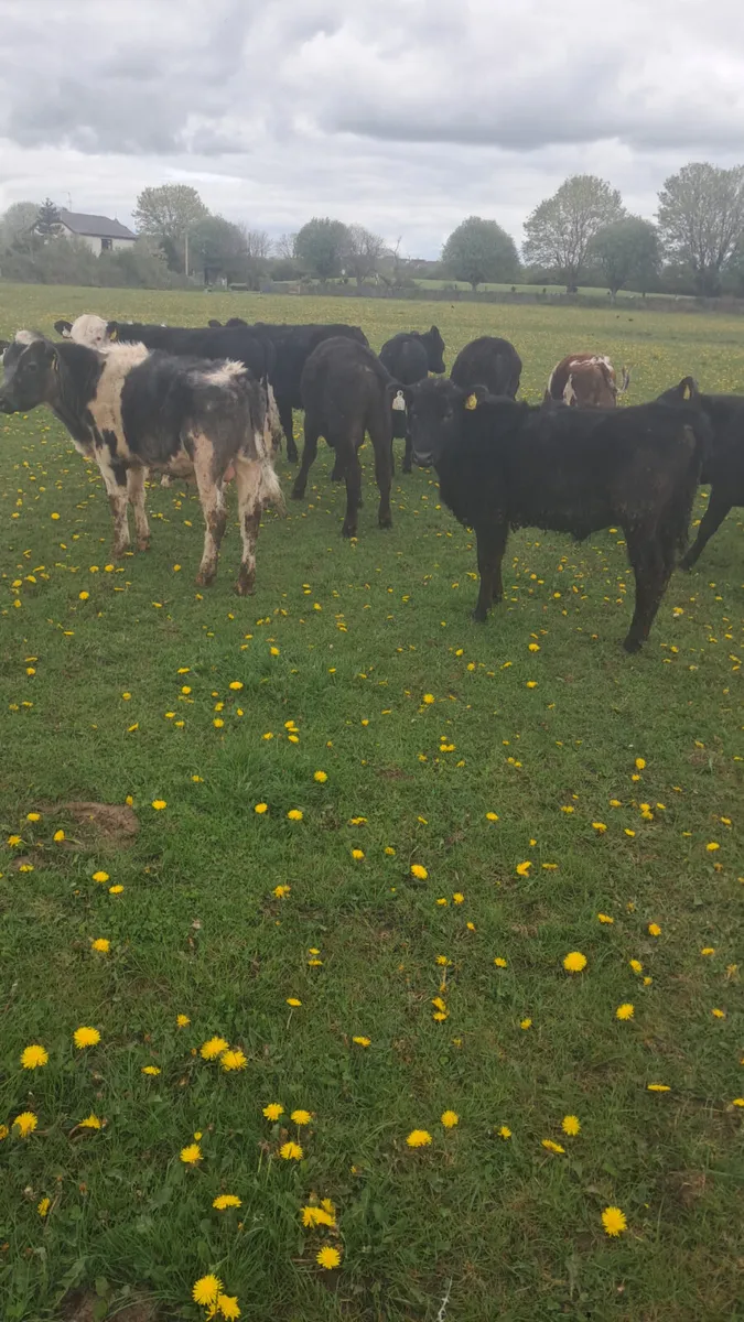 Yearling bullocks - Image 4