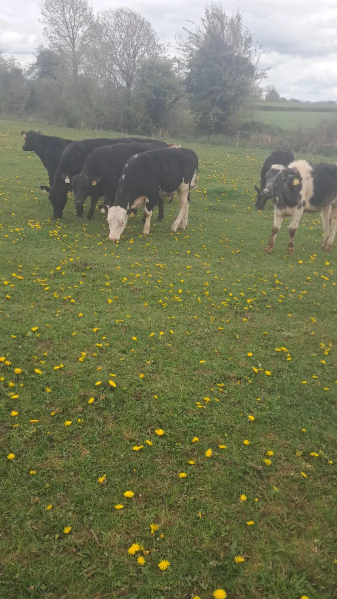 Yearling bullocks - Image 1