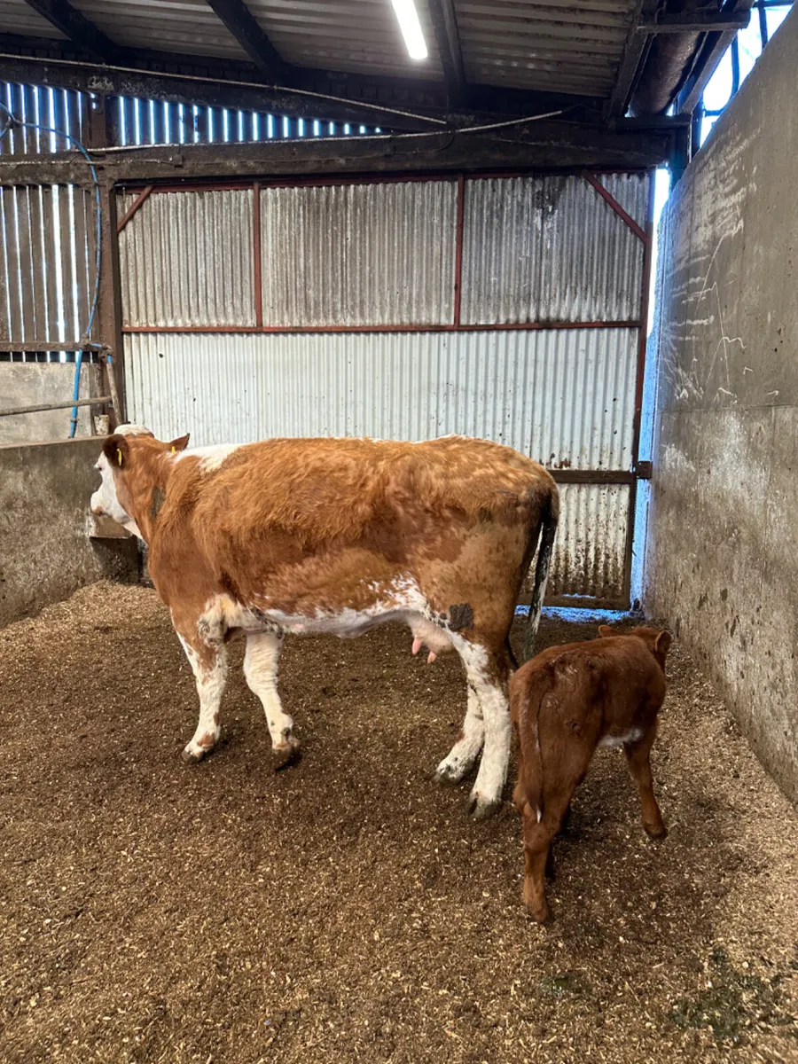 Simmental outfit - Image 3