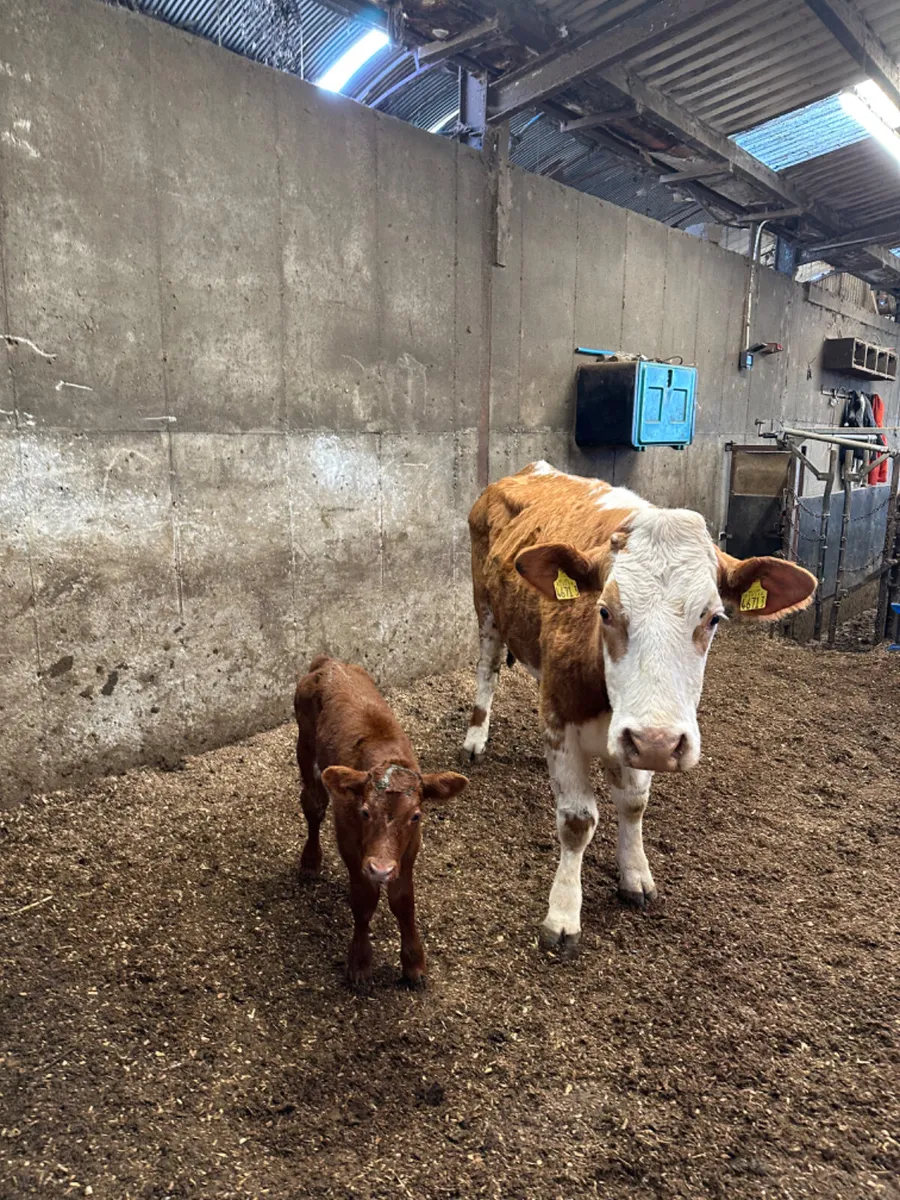 Simmental outfit - Image 4