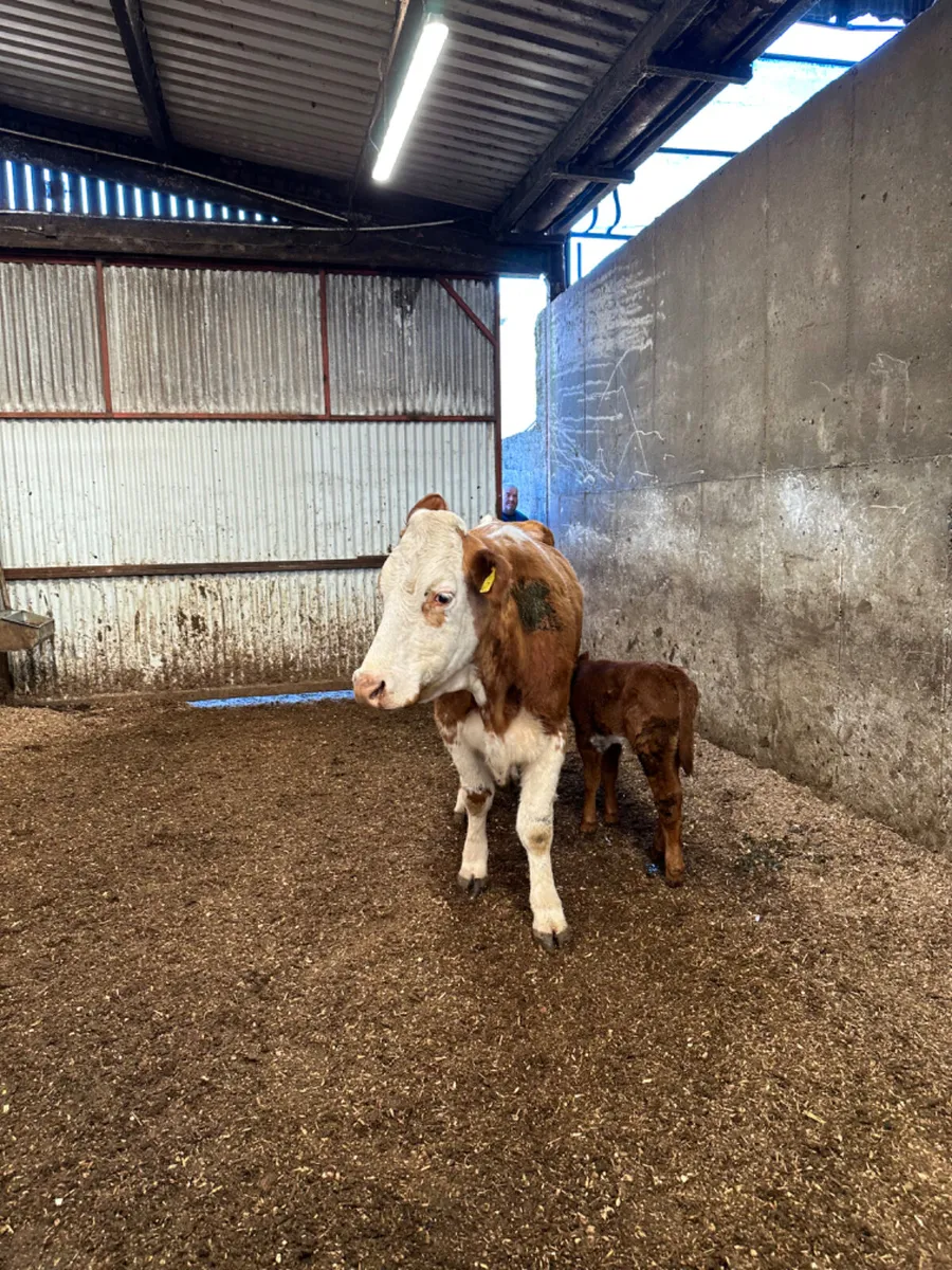 Simmental outfit - Image 1