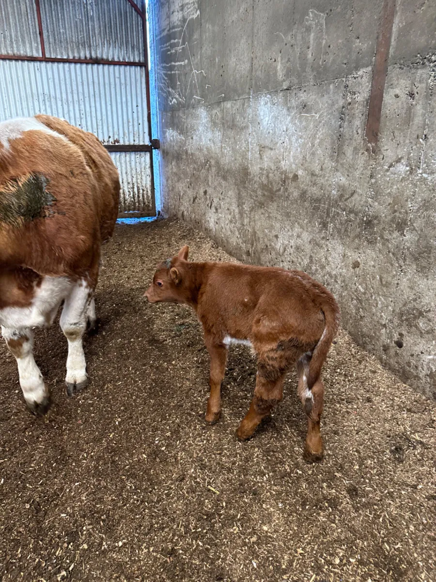 Simmental outfit - Image 2