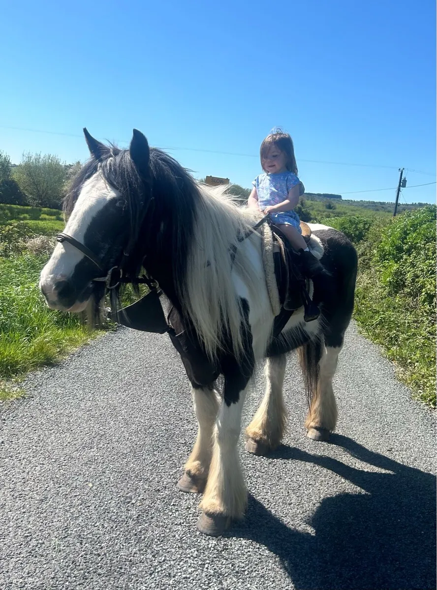 Ideal beginners pony - Image 1