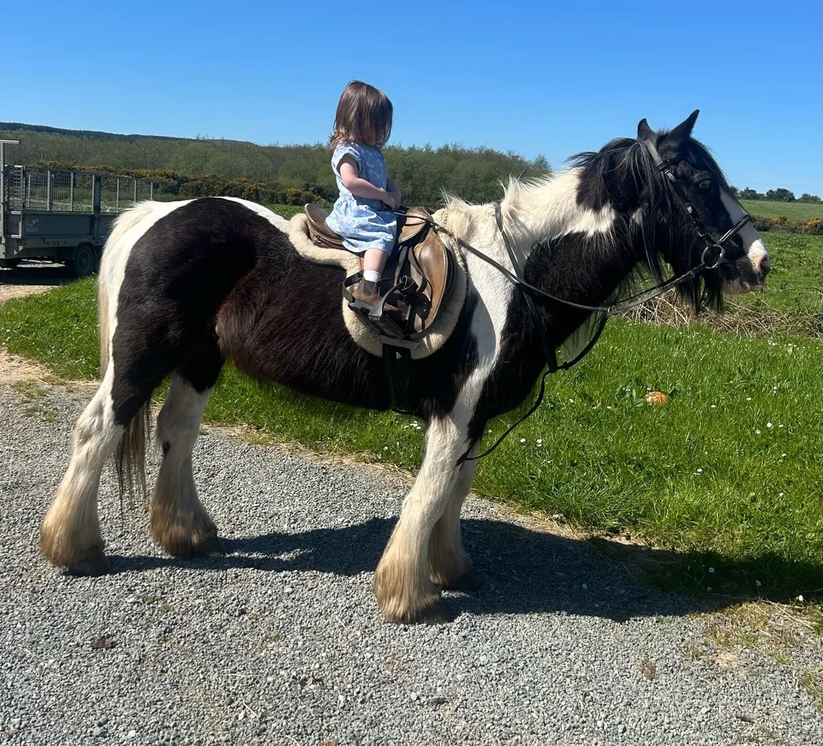 Ideal beginners pony - Image 4