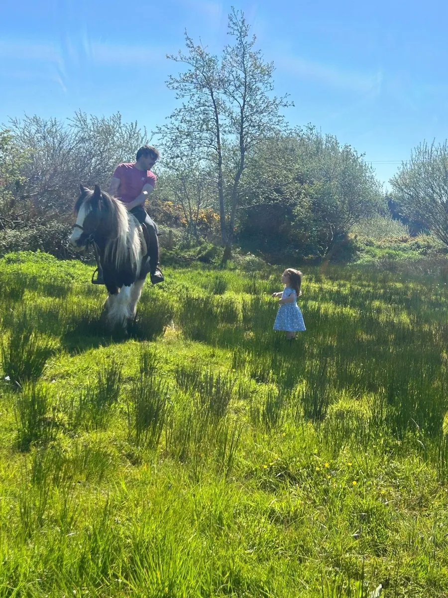 Ideal beginners pony - Image 2