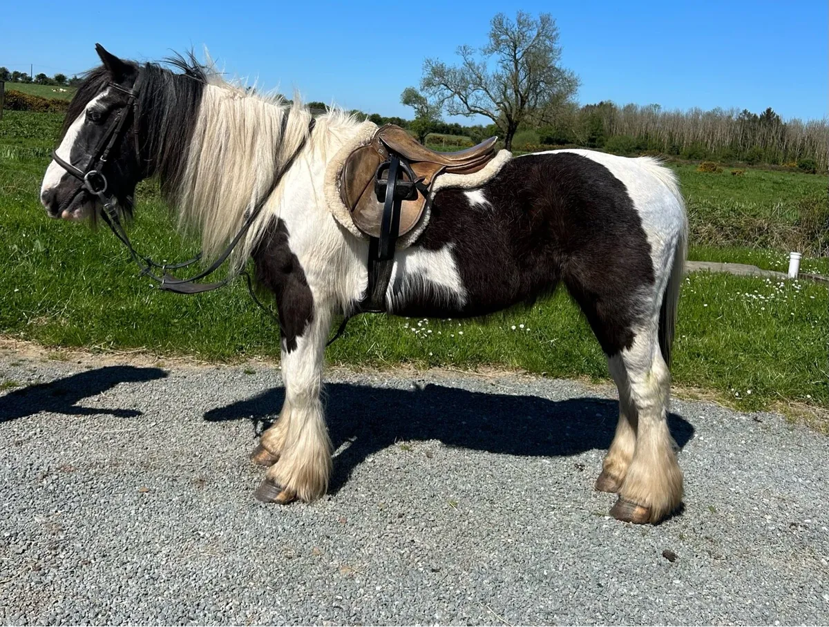 Ideal beginners pony - Image 3