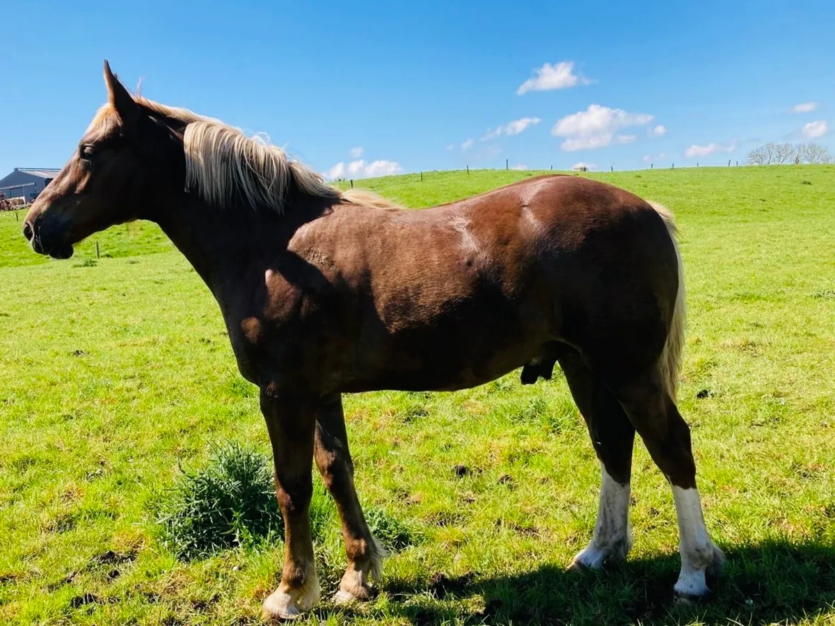 Irish draught yearling - Image 1