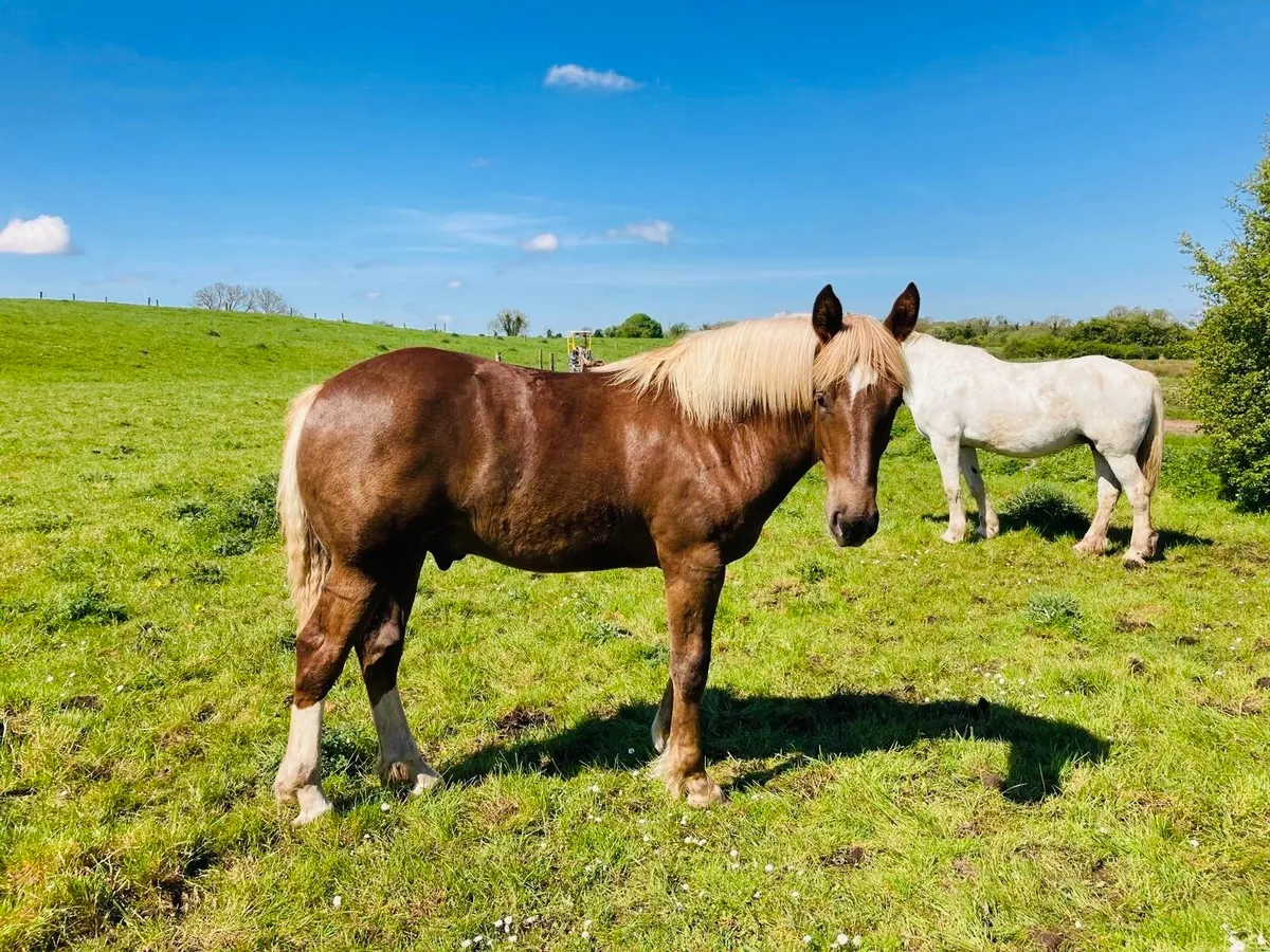 Irish draught yearling - Image 2