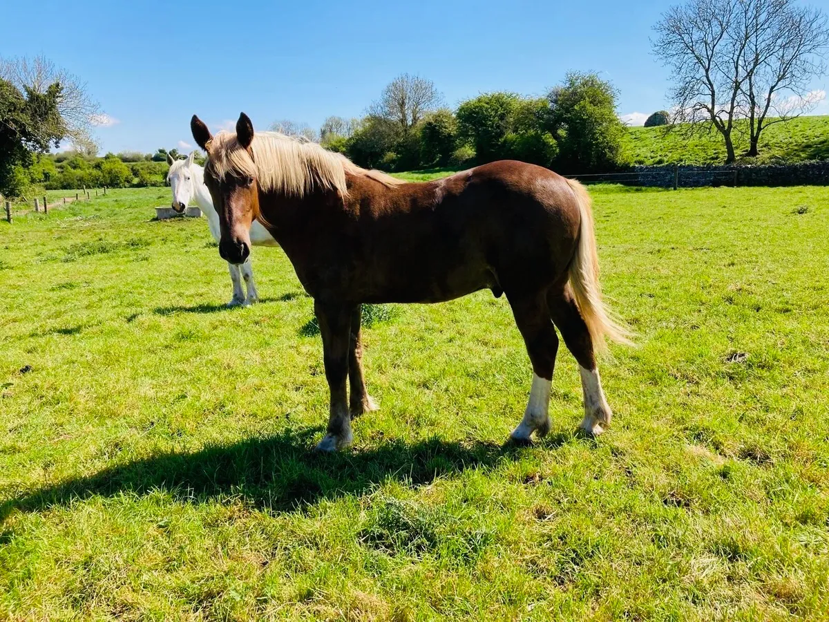 Irish draught yearling - Image 3