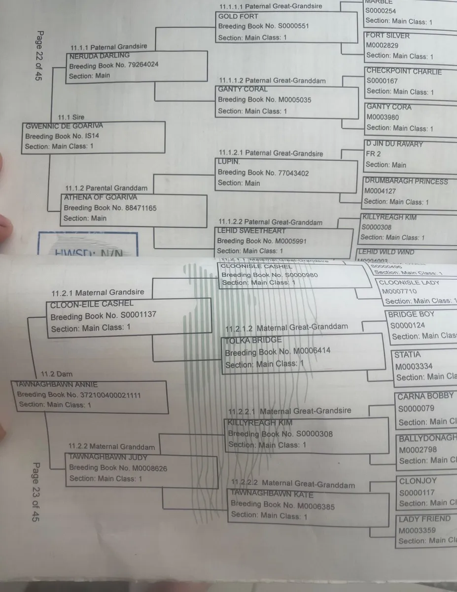 4 year old Mare - Image 2