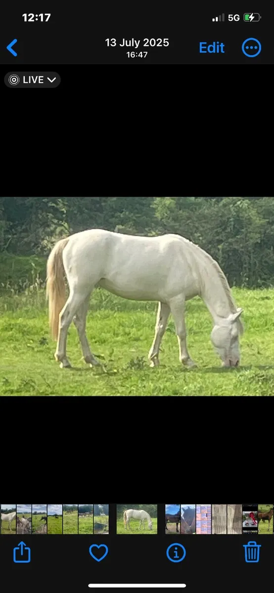 4 year old Mare - Image 1