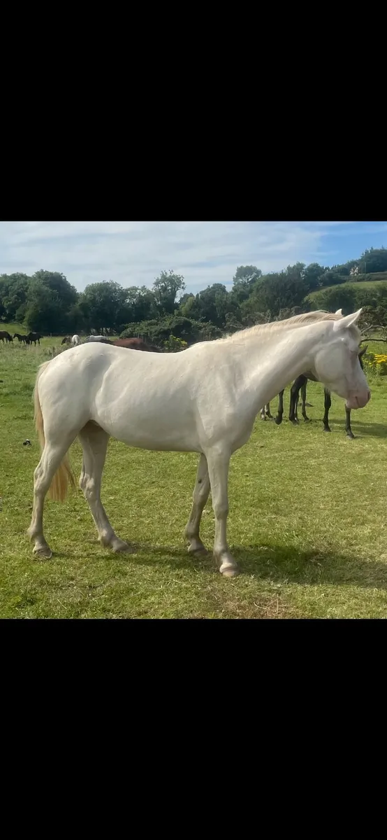 4 year old Mare - Image 3