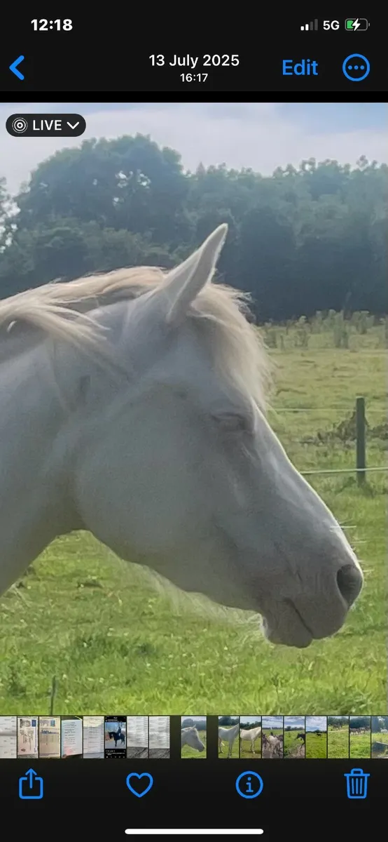 4 year old Mare - Image 4